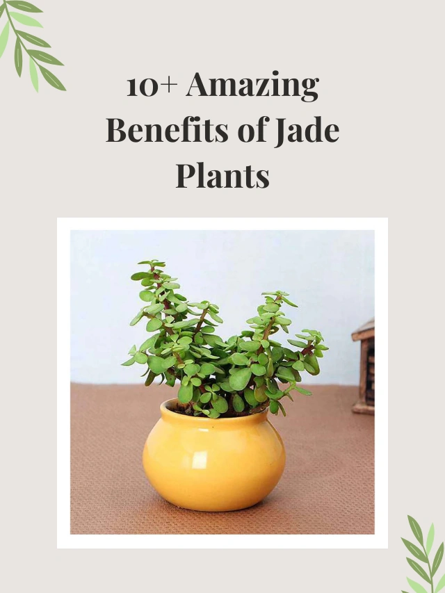 10 amazing benefits of jade plants