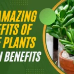 10+ Amazing Benefits of Jade Plants | Health Benefits