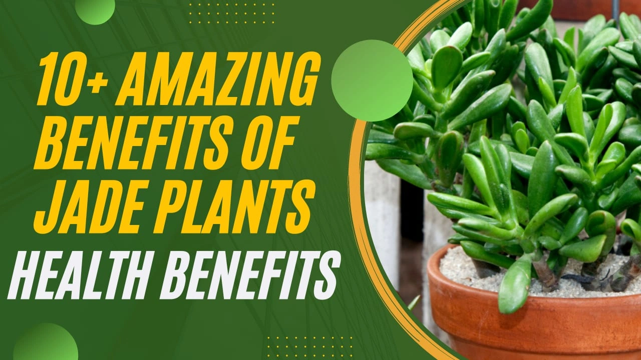 Amazing Benefits of Jade Plants