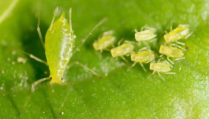 Aphids on Jade Plant