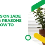 Aphids on Jade Plant: Reasons and How to Save