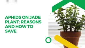 Aphids on Jade Plant: Reasons and How to Save