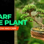 Dwarf Jade Plant: How to Grow and Care