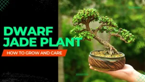 Dwarf Jade Plant