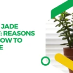 Dying Jade Plant: Reasons and How to Revive