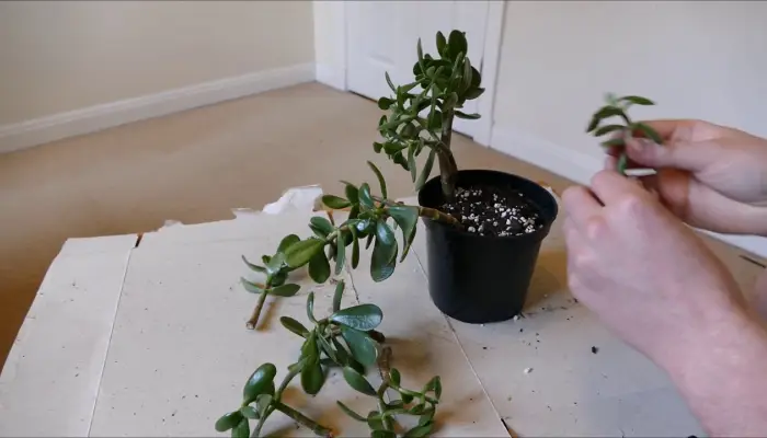 Fertilizing your Jade Plant