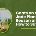 Gnats on a Jade Plant: Reason and How to Save