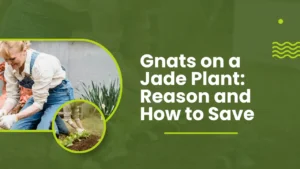 Gnats on a Jade Plant: Reason and How to Save