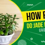 How Fast Do Jade Plants Grow?