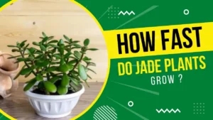 How Fast Do Jade Plants Grow