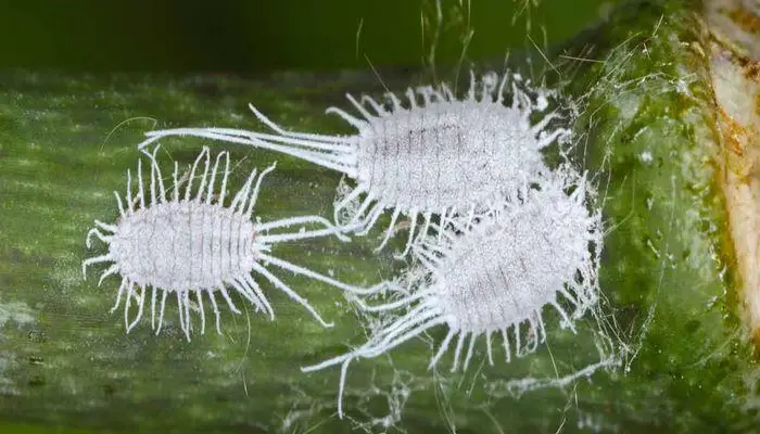 How Mealybugs Attack Your Plant