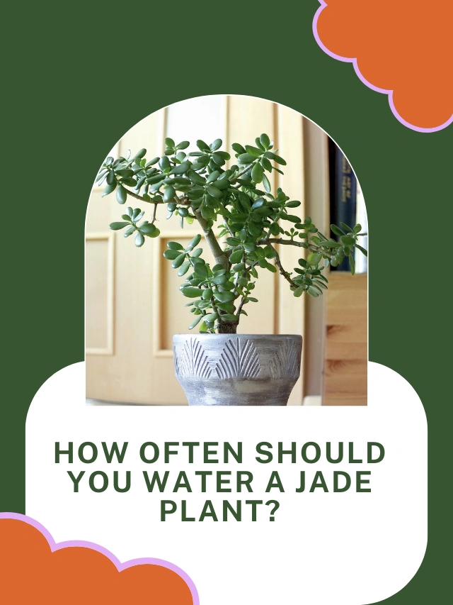 How Often Should You Water a Jade Plant?