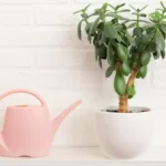 How Often To Water Jade Plant – When and How Much