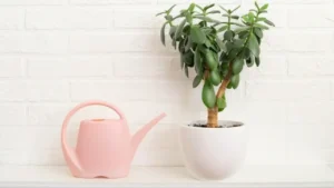 How Often To Water Jade Plant