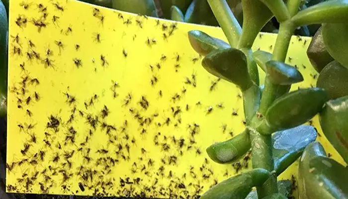 How To Get Rid of Fungus Gnats on Jade plant