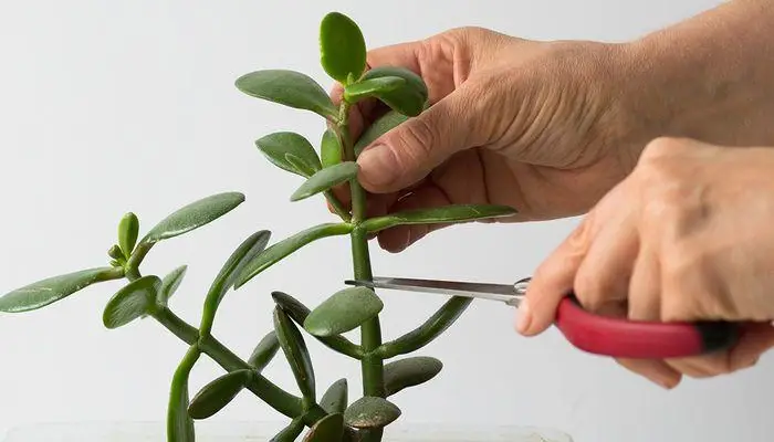 How to Propagate Jade Plant from Stem Cutting