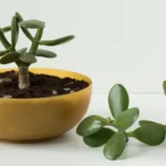 How to Propagate a Jade Plant