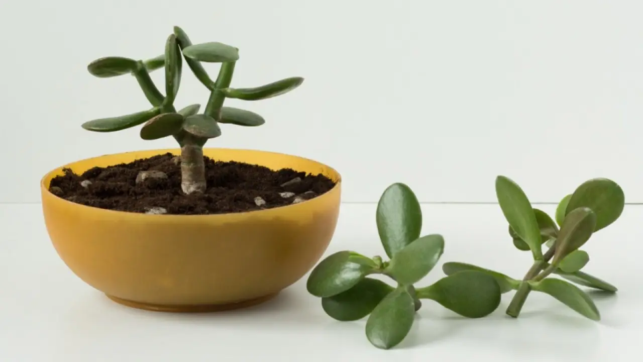 How to Propagate a Jade Plant