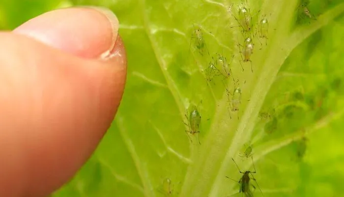 How to save your jade plant from aphid infestation