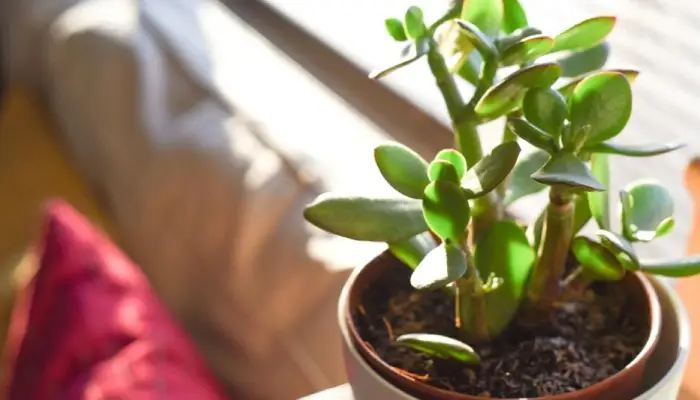 How to save your jade plant from dropping leaves