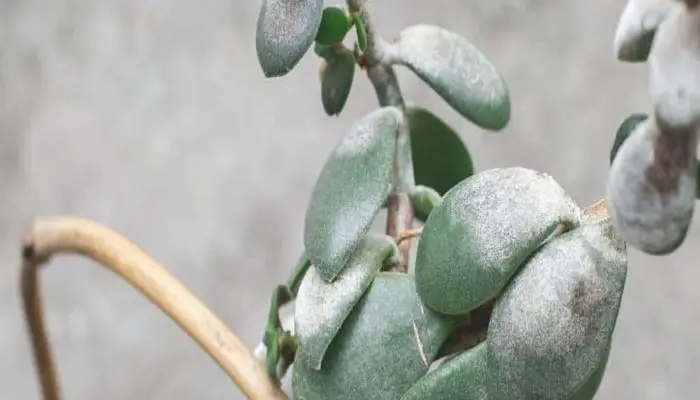 Jade Plant Bacterial Soft Rot