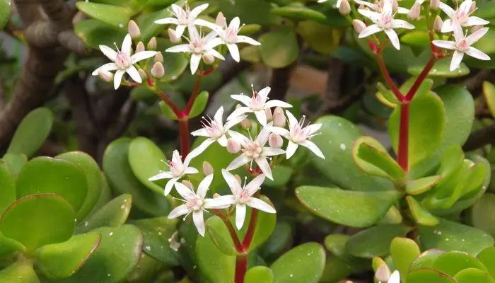 Jade Plant Bloom-2