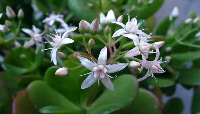 Jade Plant Bloom-3