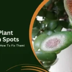 Jade Plant Brown Spots: Causes And How To Fix Them!