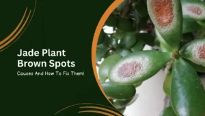 Jade Plant Brown Spots