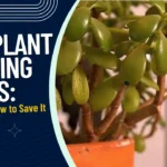 Jade Plant Dropping Leaves: Reasons and How to Save it