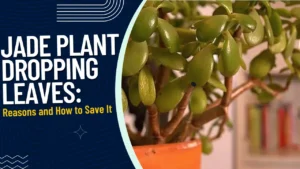 Jade Plant Dropping Leaves