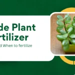 Jade Plant Fertilizer: How and When to Fertilize