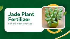 Jade Plant Fertilizer