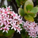 Does A Jade Plant Bloom | Jade Plant Flowering Guide