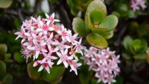 Jade Plant Flowering Guide