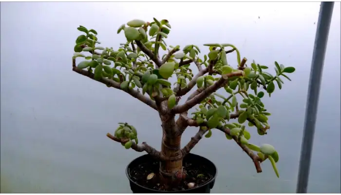 Jade Plant Leggy growth