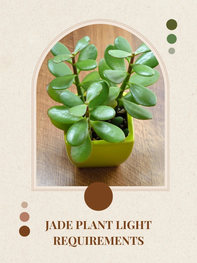 Jade Plant Light Requirements: How Much and When