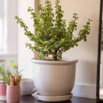 Jade Plant Light Requirements: How Much and When