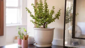 Jade Plant Light Requirements