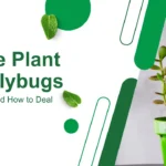 Jade Plant Mealybugs: Causes and How to Deal with Them
