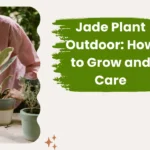 Jade Plant Outdoor: How to Grow and Care