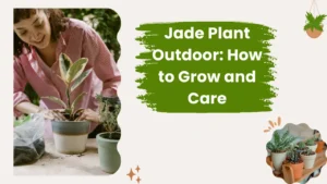 Jade Plant Outdoor