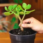 Repotting Jade Plant: Everything You Need to Know