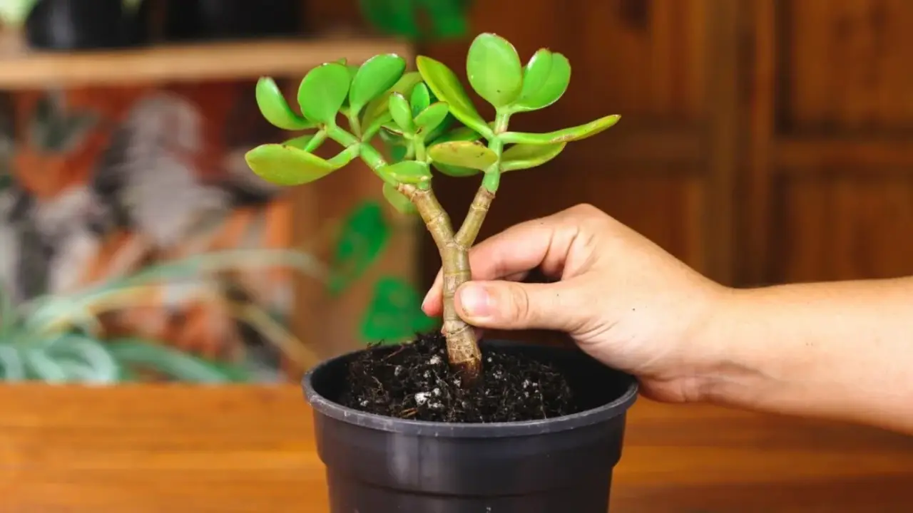 Jade Plant Repotting Guide