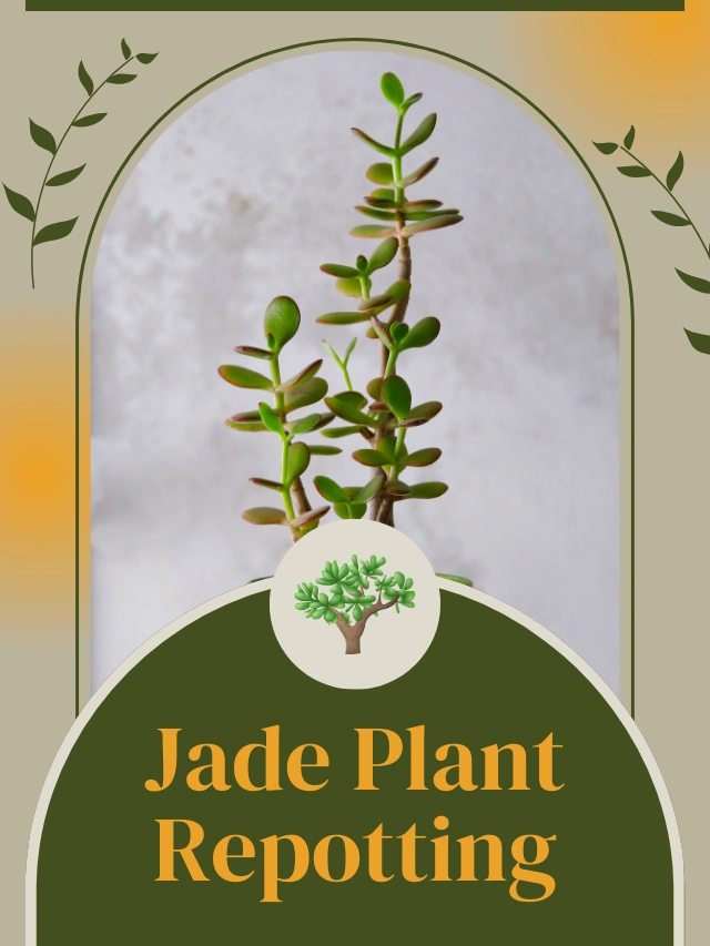 Repotting a Jade Plant: When and How