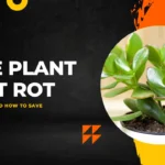 Jade Plant Root Rot | Signs, Causes, and How to Save your Plant
