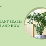 Jade Plant Scale: Causes and How to Fix