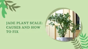 Jade Plant Scale: Causes and How to Fix