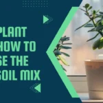 Jade Plant Soil: How to Choose the Best Soil Mix