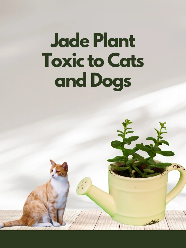 Jade Plant Toxic to Cats and Dogs